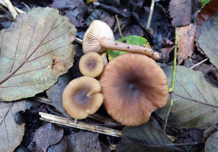 P1050008 (copie 1).JPG