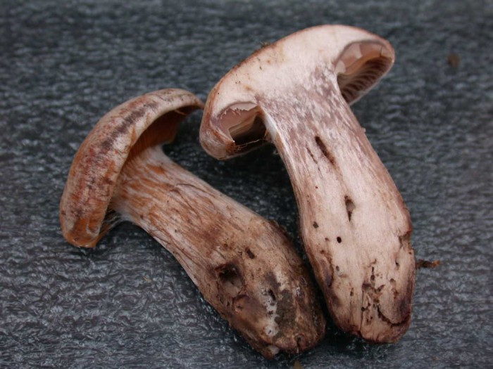 Cortinarius    Petigny  11 Sept 2010 036.jpg