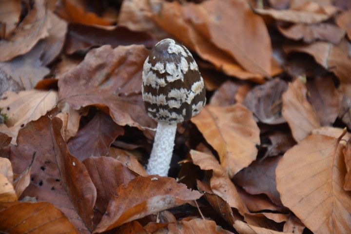 in situ, dans la litière d'une forêt de hêtre, Neuchâtel, Le Chanet