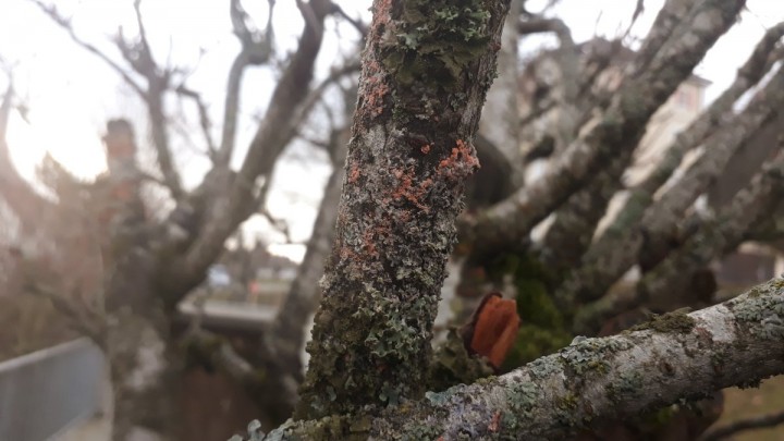 in situ, sur une branche de Prunus serrulata, Renan