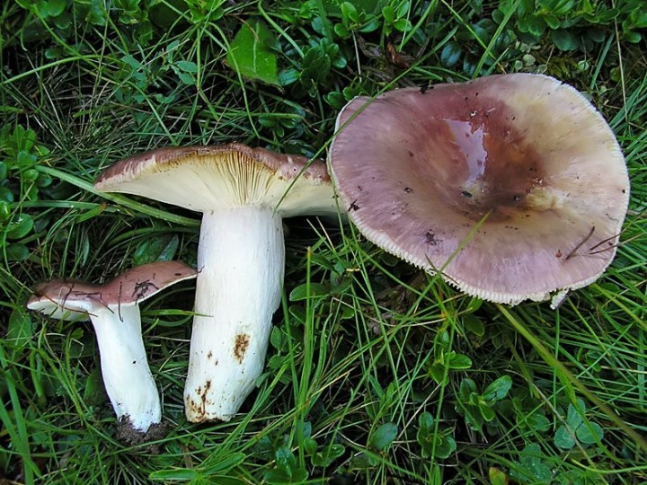 Russula_vesca.jpg