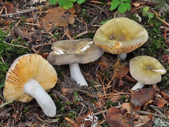 Russula_postiana_Gd_Bornand_2019.jpg