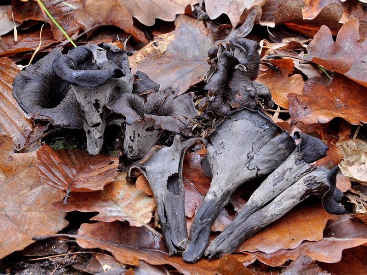 Craterellus_cornucopioides.jpg