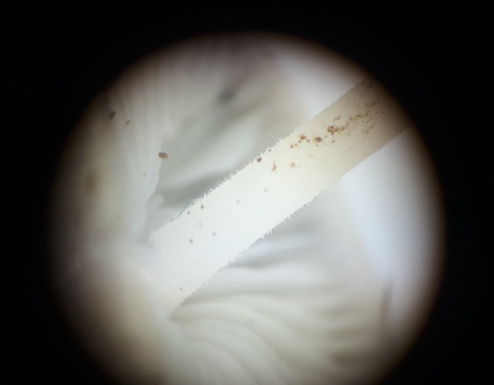 Pied de Strobilurus griseus vu à la loupe binoculaire