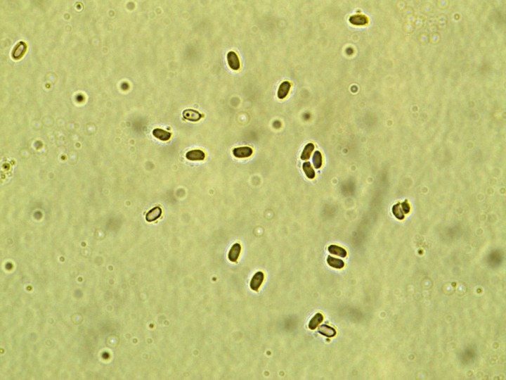 3,4-4 x 1,9-2 µ  (1024x768).jpg