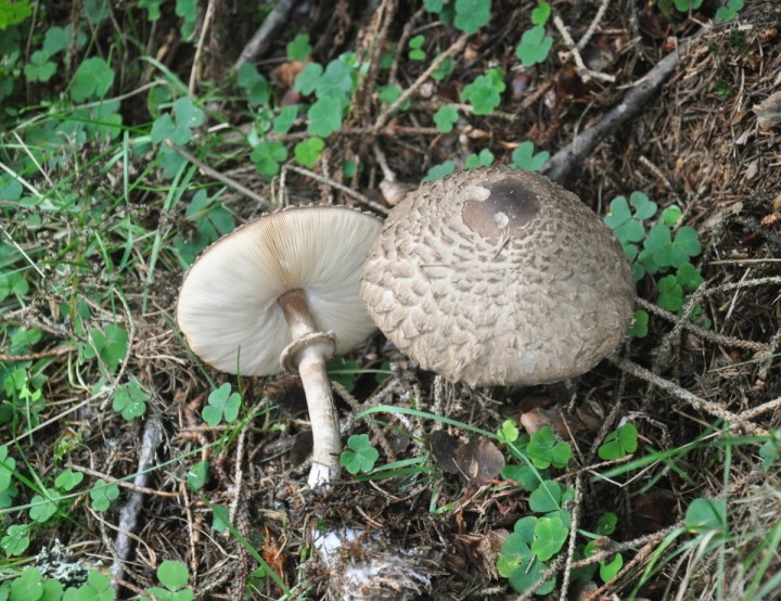 Chlorophyllum olivieri