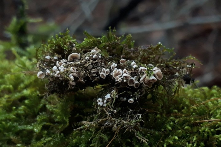 in situ, sur une branche moussue de Corylus avellana, Renan