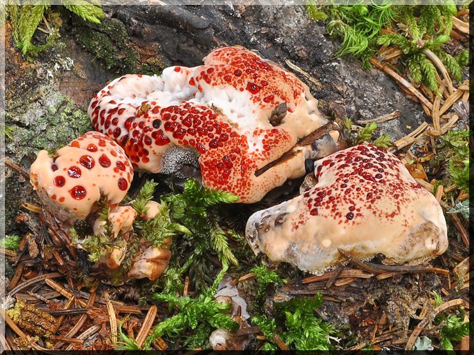 Hydnellum_peckii_Glieres_29_aout_2019.jpg