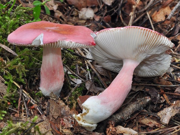Russula_zvarae_Chancy_2019_2.jpg