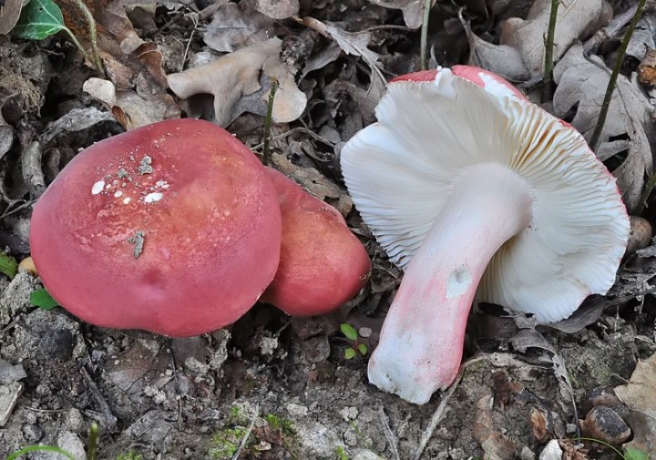 Russula_zvarae_Chancy_2019.jpg