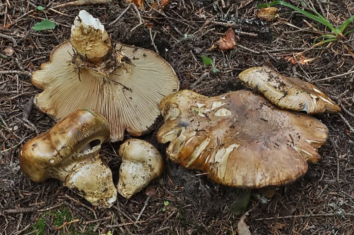 Catathelasma_imperiale_Glieres_2017.jpg