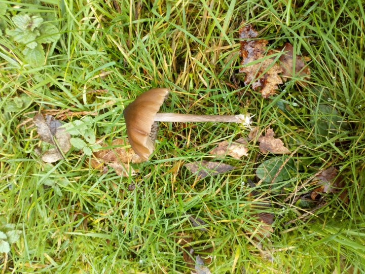 DSC_0379.JPG