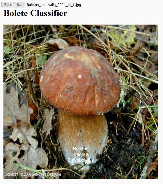 Boletus reticulatus