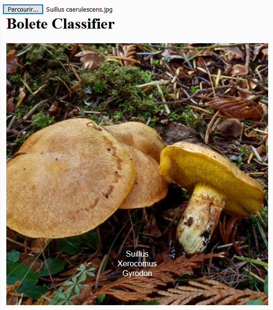 Suillus caerulescens, une espèce américaine