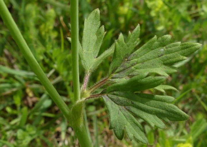 Chirens_2019-04-22_040_DR.JPG
