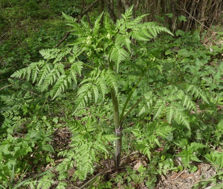 Chirens_2019-04-22_044_DR.JPG