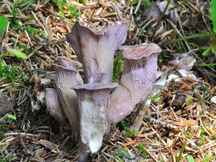 Gomphus_clavatus_Beaufort_2014.jpg