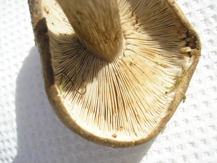 PA270005.JPG