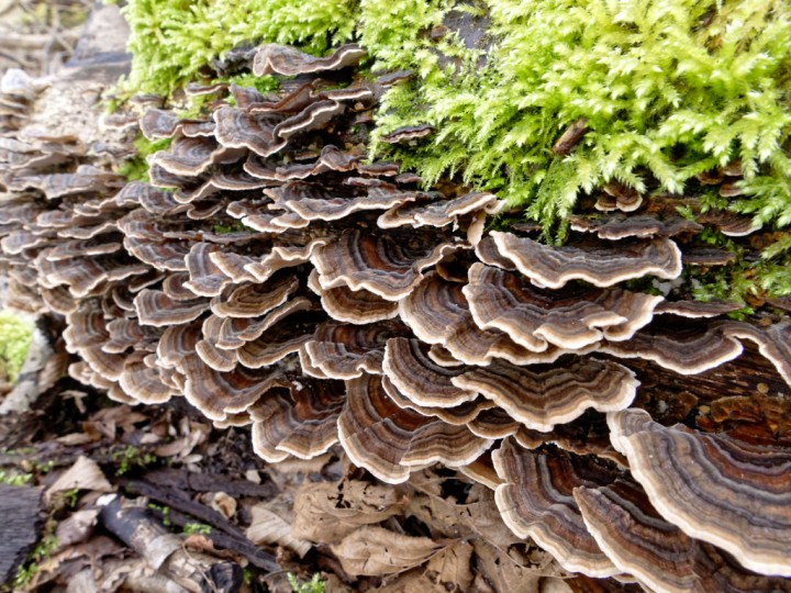 Trametes_EXP.jpg