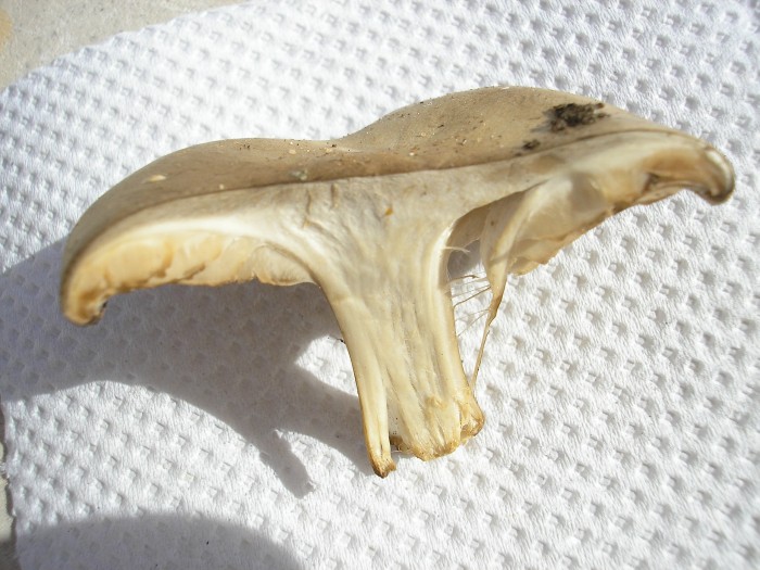PA270006.JPG