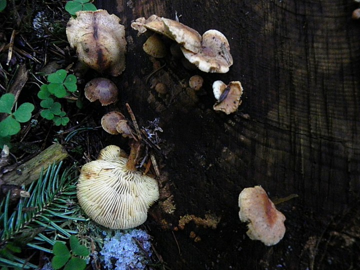 DSCN7932.JPG