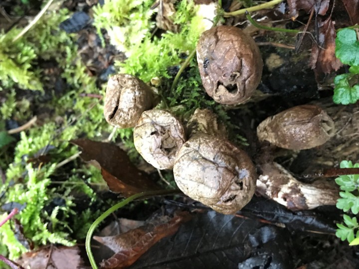 Lycoperdon-08 Mars 2020_Bois De Fa