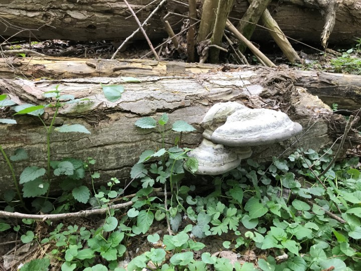 Fomes sur peuplier Bois de Fa Été 2019