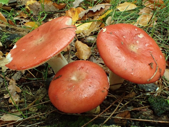 PB020661 (1024x768).jpg