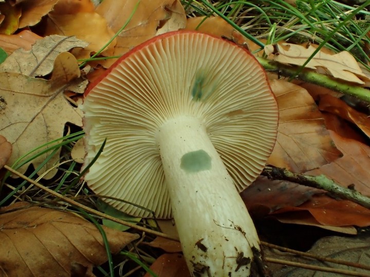 PB060978 (1024x768).jpg