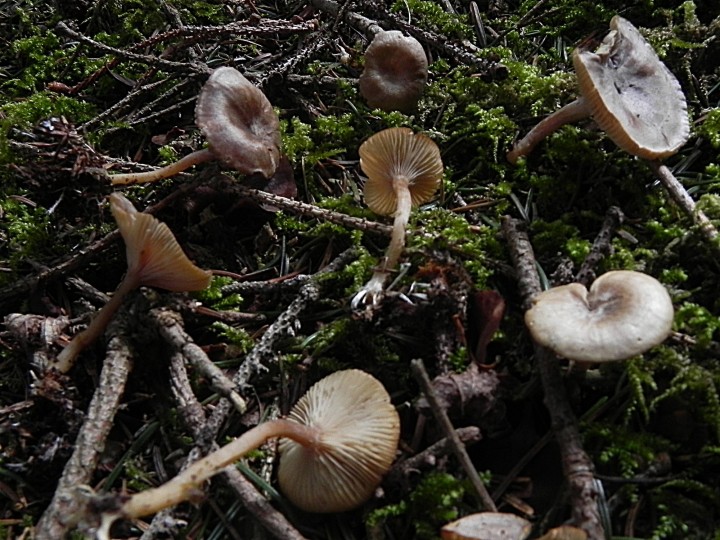 DSCN7959b.JPG