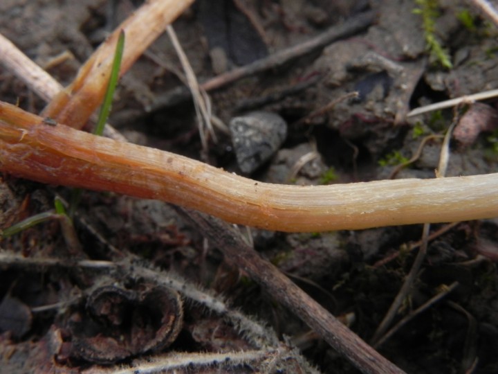 DSCN7954.JPG