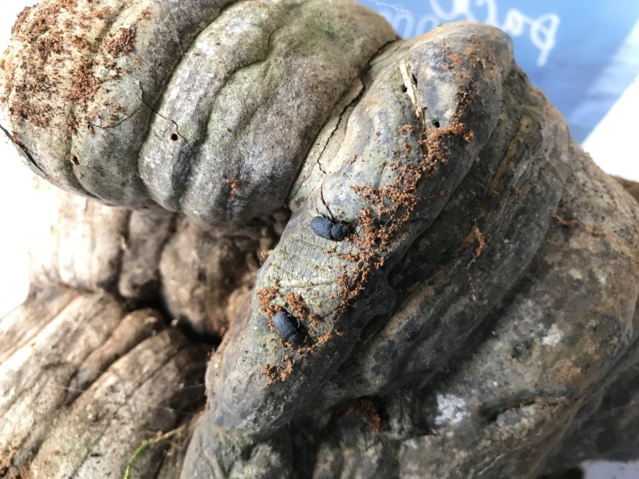 Fomes en élevage avec Bolitophagus reticulatus