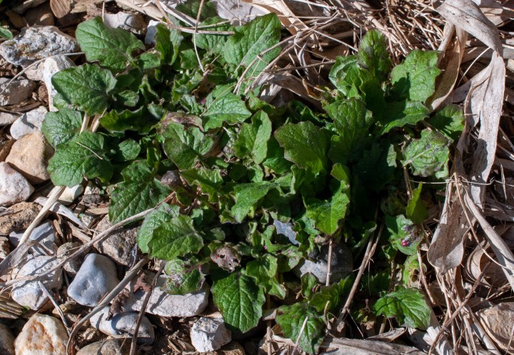 Plante parasitée