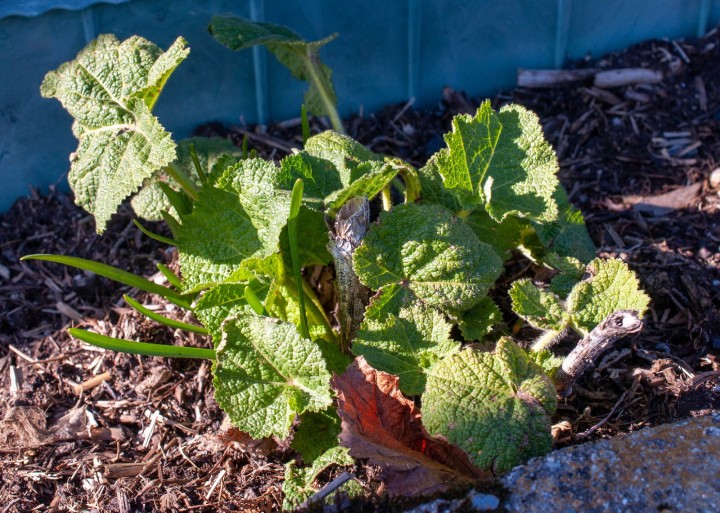 Plante infectée