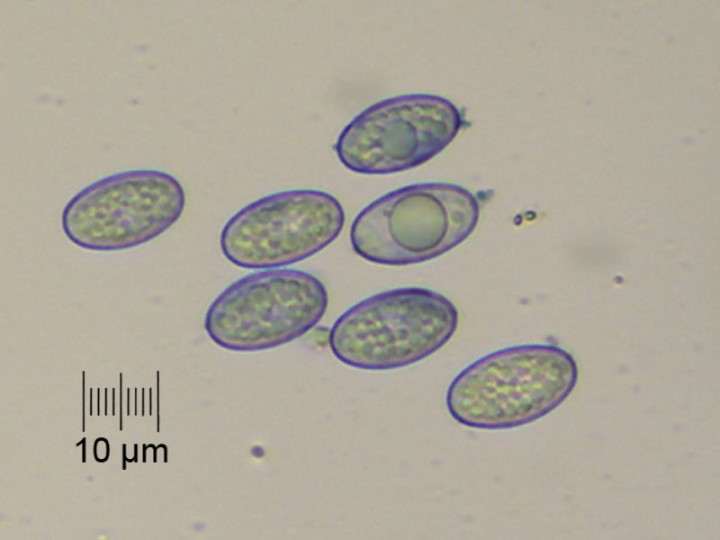 spores_x400_01.jpg