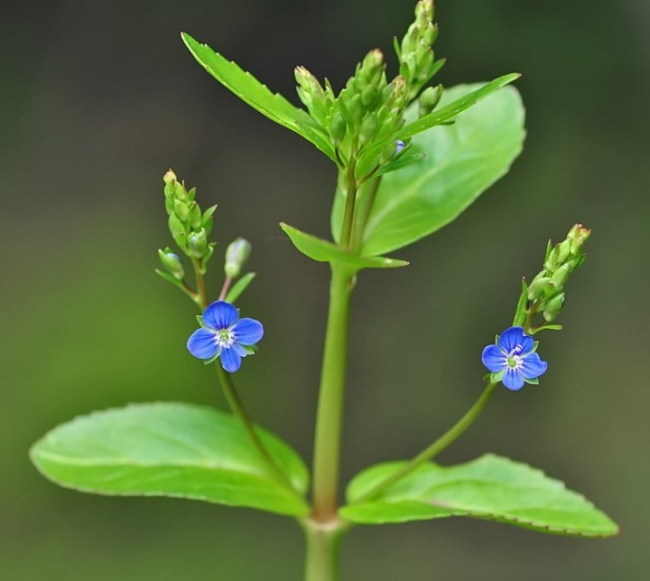 Veronica_beccabunga_Marival_2013.jpg