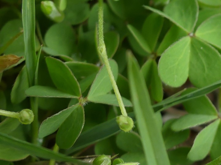 Proveysieux_2019-04-29_118_DR2.JPG