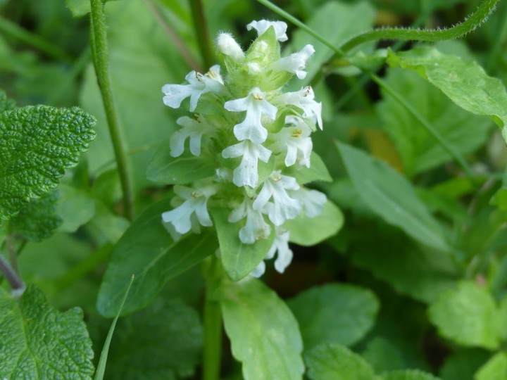 MontStMartin_2019-05-13_022_DR.JPG