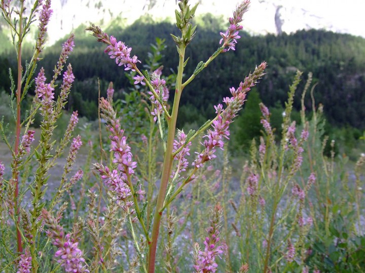 Myricaria_germanica_05.jpg