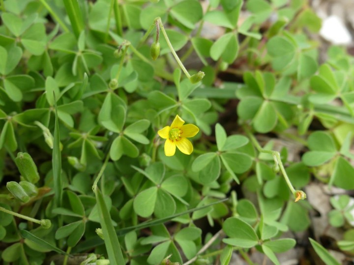 Oxalaceae_Oxalis-corniculata_Proveysieux_2019-04-29_002_R.JPG