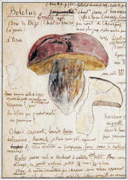 Figura-4-manoscritto-di-M-Barbier-che-ritrae-la-sua-raccolta-di-Bois-de-Beze-del-1899.png