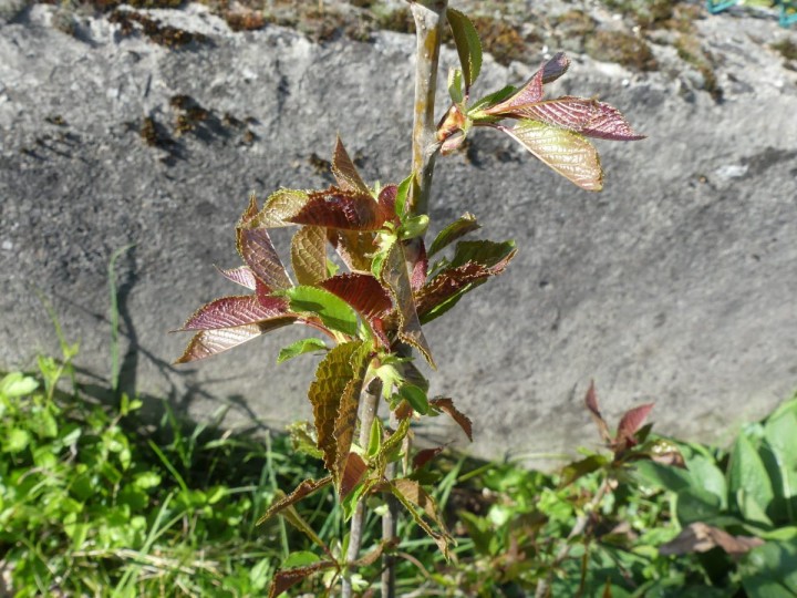 P1070644_R.JPG