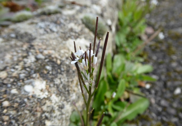 P1070203.JPG