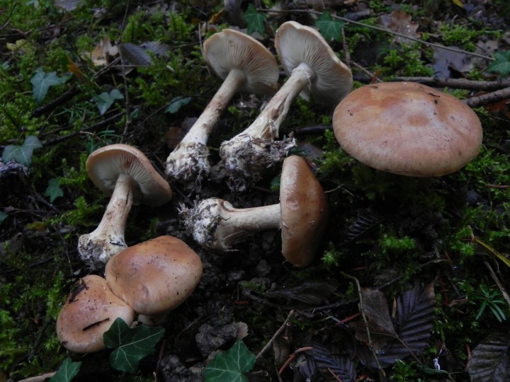DSCN7881.JPG