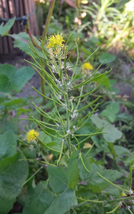 Cliquer sur l'image pour agrandir