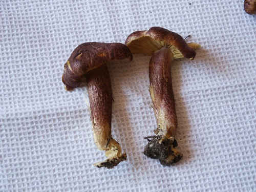 PICT0006.JPG
