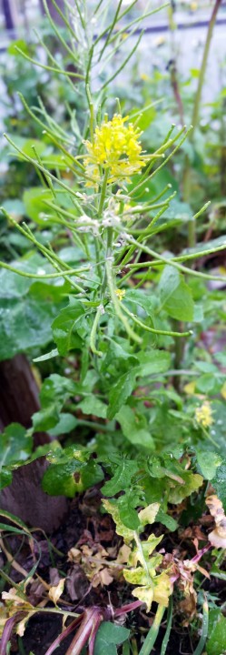 Cliquer sur l'image pour agrandir