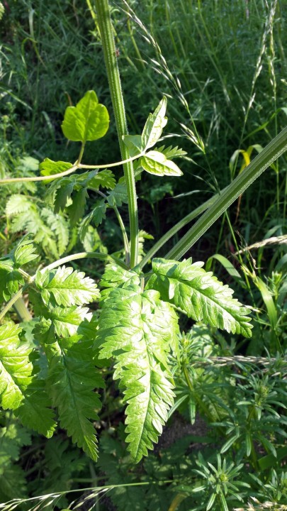 Cliquer sur l'image pour agrandir