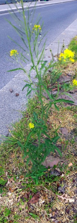 Cliquer sur l'image pour agrandir