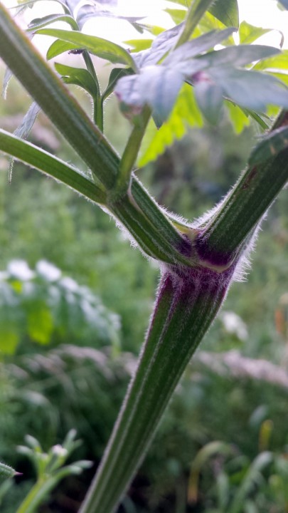 Cliquer sur l'image pour agrandir